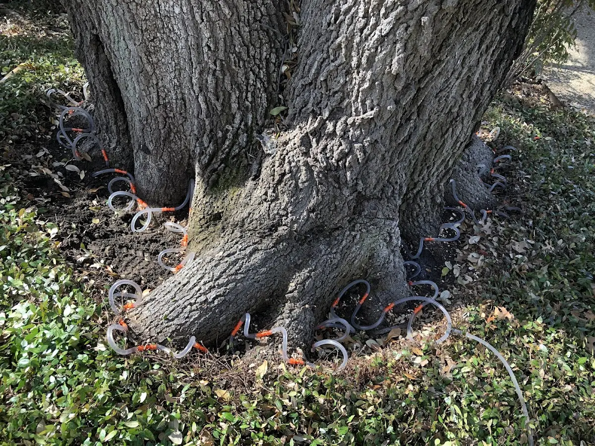 Detailed Tree Cabling and Bracing job site in Pleasantville