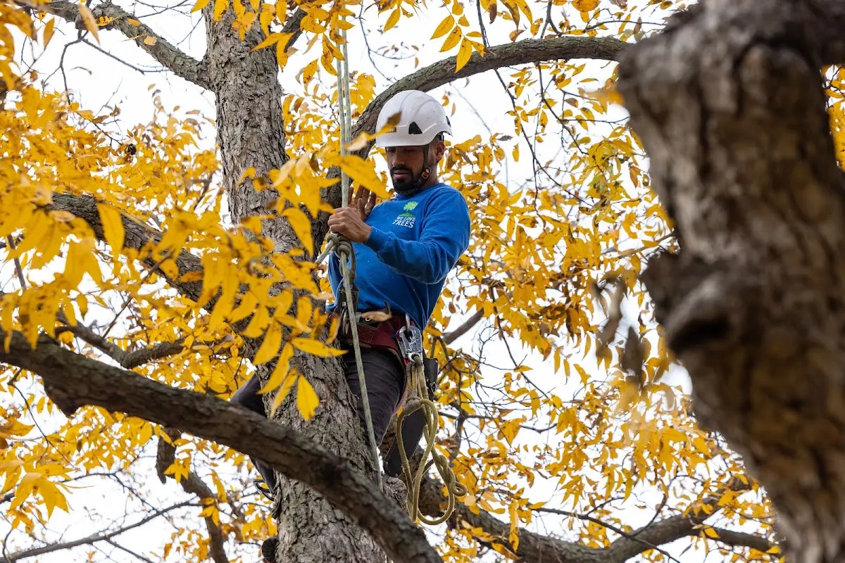 Skilled Tree Pruning crew working in Pleasantville